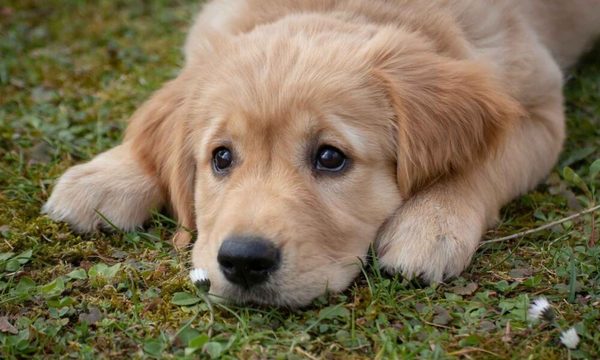 Proyectan construir un refugio y centro de adopción para animales rescatados