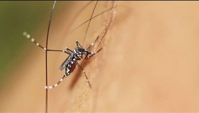 Concepción sigue como el epicentro del dengue