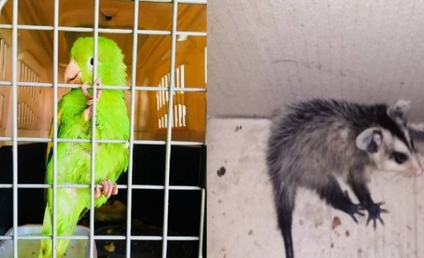 HOY / Tras denuncias, rescatan varios animales silvestres en Asunción y Villa Elisa