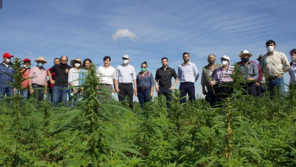 Desean avanzar en el proyecto cannabis para la agricultura familiar - Megacadena — Últimas Noticias de Paraguay