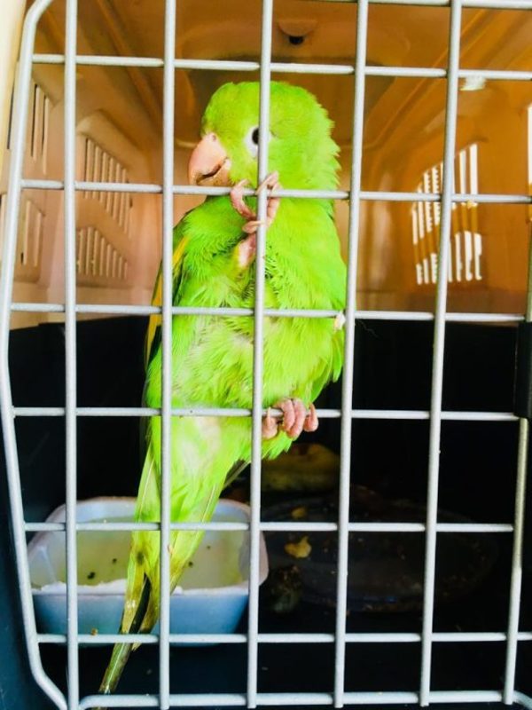 Rescatan a varios animales silvestres en Asunción y Villa Elisa | Ñanduti