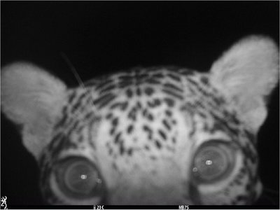 Un bebé jaguarete, el nuevo habitante de la  Reserva  Mbaracayú