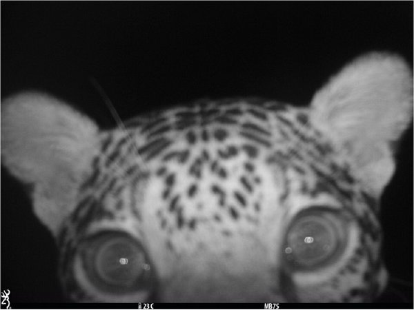 Un bebé jaguarete, el nuevo habitante de la Reserva Mbaracayú