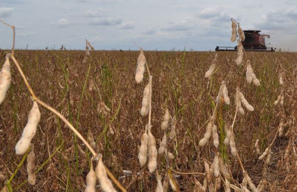 Sector sojero se alista para la tardía cosecha masiva