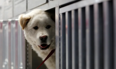 Hisoparon a perro luego de que su dueño diera positivo al covid-19