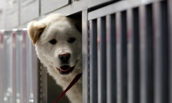 Hisoparon a perro luego de que su dueño diera positivo al covid-19