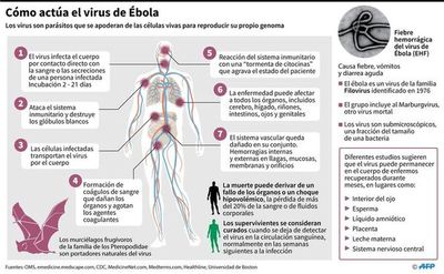 La OMS alerta a países africanos por brotes de Ébola - Mundo - ABC Color