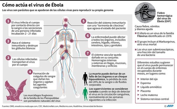 La OMS alerta a países africanos por brotes de Ébola - Mundo - ABC Color
