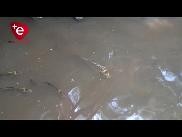 DESMIENTEN MORTANDAD DE PECES EN LA PLAZA DE ARMAS