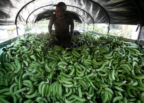 Expertos abogan por esfuerzo público-privado contra hongo que ataca al banano - MarketData