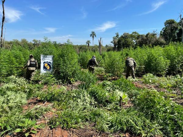 Destruyen e incineran supuesta marihuana en la Colonia Sidepar 3000 – Prensa 5