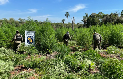 Destruyen plantaciones de marihuana en Sidepar 3000 - Noticiero Paraguay
