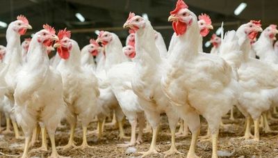 Productores avícolas piden la apertura de nuevos mercados de exportación, mejores precios y cese del contrabando