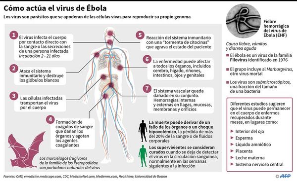 La OMS alerta por brotes de ébola - Mundo - ABC Color