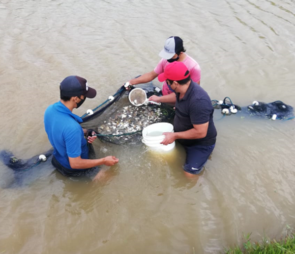 Impulsan la cría de peces en estanque en centro de rehabilitación de Itapúa | .::Agencia IP::.