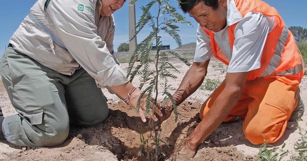La Nación / MOPC reforesta zonas de obras en la ruta Transchaco con 50 mil plantines
