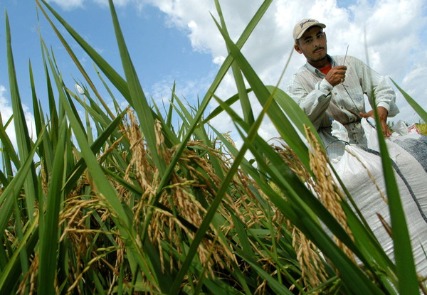 Uruguay vuelve a exportar arroz a Oriente Medio con 60.000 toneladas a Irak - MarketData