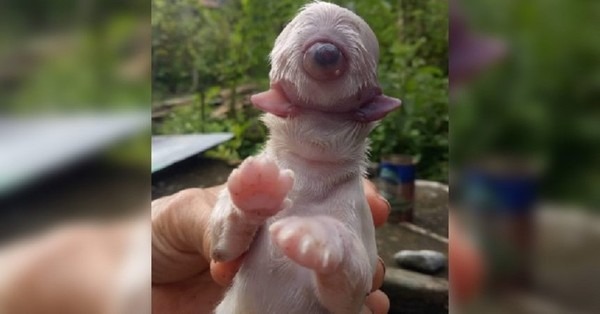 El extraño caso de Cíclope, el perro que nació con un solo ojo en la frente, sin nariz y con dos lenguas - C9N