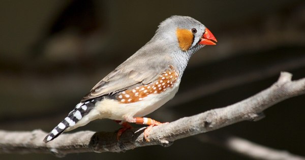 La Nación / La contaminación acústica deteriora la inteligencia de los pájaros
