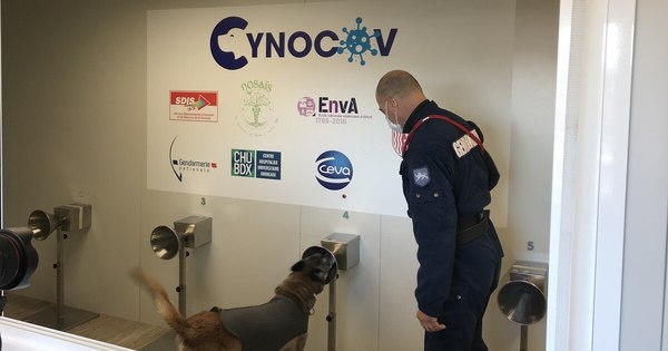 La Nación / Francia: perros pueden detectar 95% de casos de COVID-19