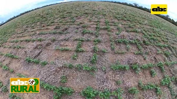 ABC Rural: Soja en el Chaco, fertilizar o no, tipo de suelo y los peladares - ABC Rural - ABC Color