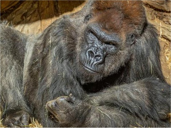 Los gorilas del zoo de San Diego se recuperan totalmente tras contraer Covid