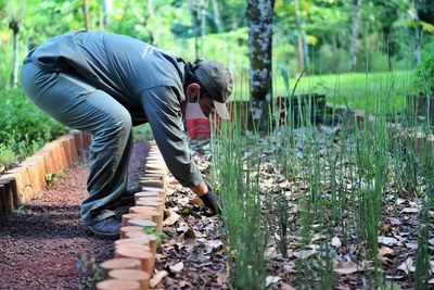 Más de 63.000 plantines de especies medicinales produjo el huerto de Itaipu el año pasado | .::Agencia IP::.