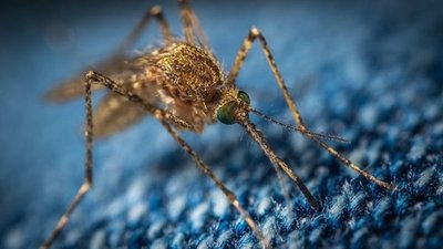 Salud confirma segunda muerte por dengue en lo que va del año