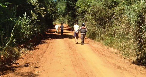 La Nación / Recuperan un buey robado y detienen al autor que tenía orden de captura por otro caso