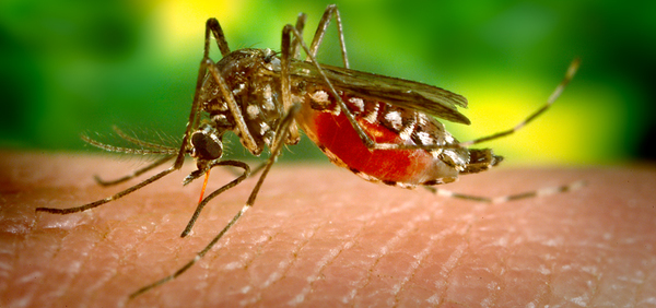 Científicos argentinos descubren la estrategia del virus del zika para evadir al sistema inmune | Ñanduti
