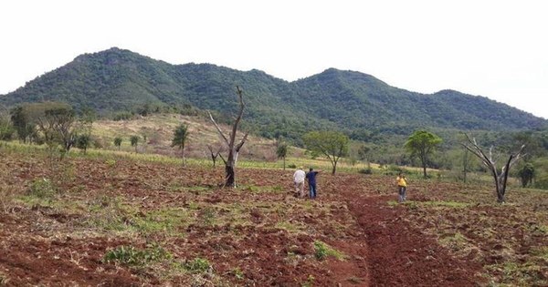 La Nación / Imputan por tala de árboles a los responsables de ganadera Palmeira