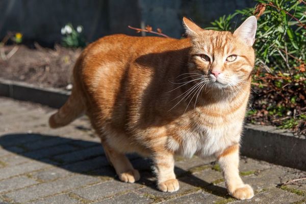 Toca las costillas y observa el talle: ¿El gato ha engordado? - Mascotas - ABC Color