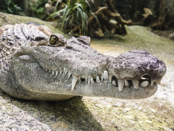 Enorme hembra de cocodrilo es operada para sacarle un zapato