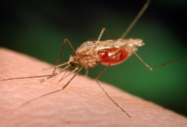 Inician controles de entrada y salida del país por casos de malaria - Nacionales - ABC Color