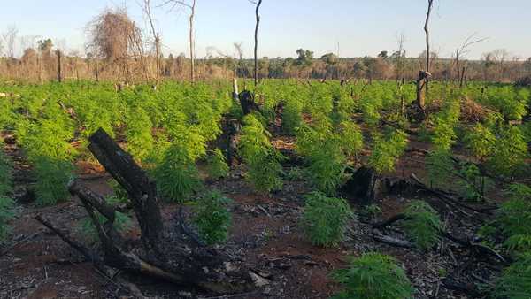Caaguazú: Senad destruye 6 toneladas de droga en Colonia Yakare’i - Megacadena — Últimas Noticias de Paraguay