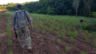 Destruyen seis toneladas de marihuana en Caaguazú – Prensa 5