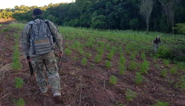 Destruyen seis toneladas de marihuana en Caaguazú – Prensa 5