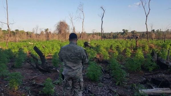 Destruyen seis toneladas de droga en Caaguazú