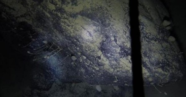 Las extrañas criaturas encontradas bajo el hielo de la Antártida y en plena oscuridad - C9N
