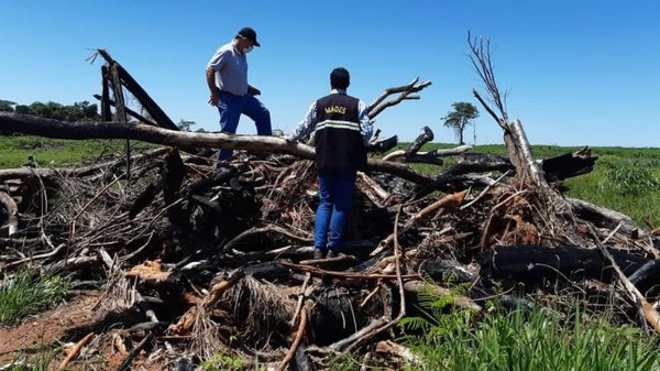 Siguen desmontes en Región Oriental pese a Ley de Deforestación Cero