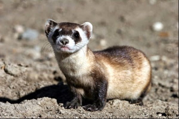 Científicos de EE.UU. logran clonar un hurón de pies negros, una especie en peligro de extinción | Ñanduti