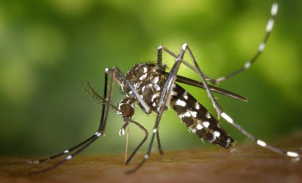 Salud alerta  aumento del peligroso dengue serotipo 2 - Nacionales - ABC Color