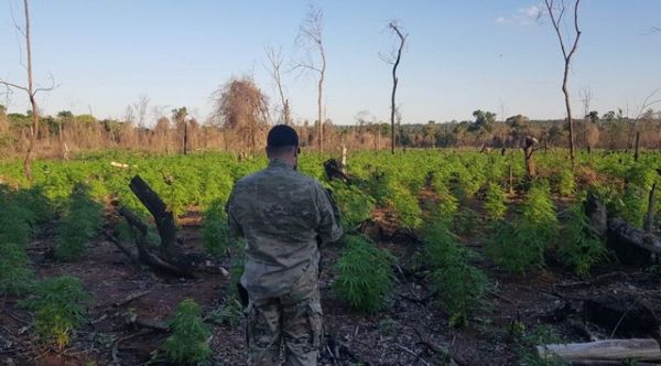 Destruyen seis toneladas de droga en Caaguazú