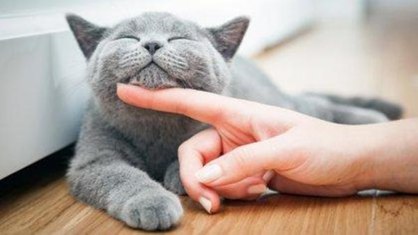 Día del Gato 2021: ¿Por qué se celebra el 20 de febrero, el 8 de agosto y el 29 de octubre? – Prensa 5
