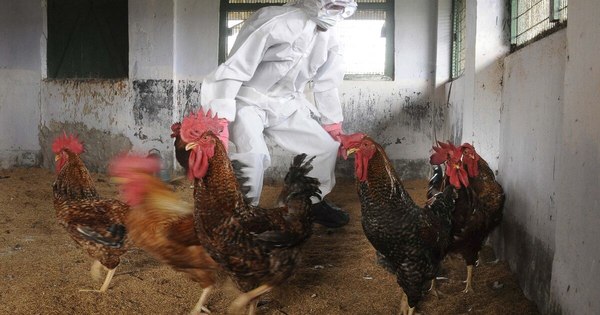 La Nación / Gripe aviar: Rusia detectó primer caso de transmisión de cepa H5N8 al ser humano