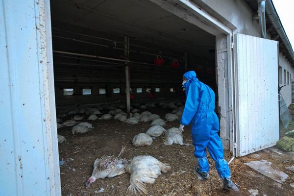 Rusia afirma que detectó primer caso de transmisión de cepa H5N8 de gripe aviar al ser humano - Mundo - ABC Color