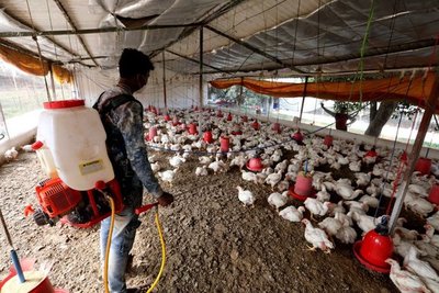 Rusia detectó el primer caso de transmisión de la cepa H5N8 de gripe aviar a seres humanos | Ñanduti