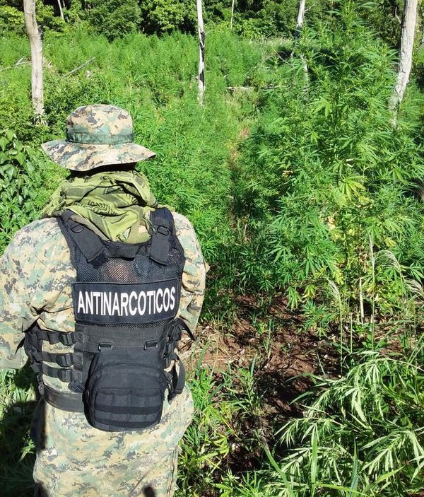Destruyen un “marihuanal” ubicado en el distrito recién creado de Cerro Corá - Nacionales - ABC Color
