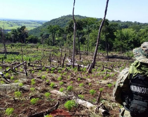 Destruyen plantaciones de marihuana en zona de Cerro Corá