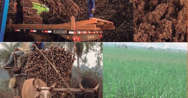 La Nación / Analizan producción de la caña de azúcar